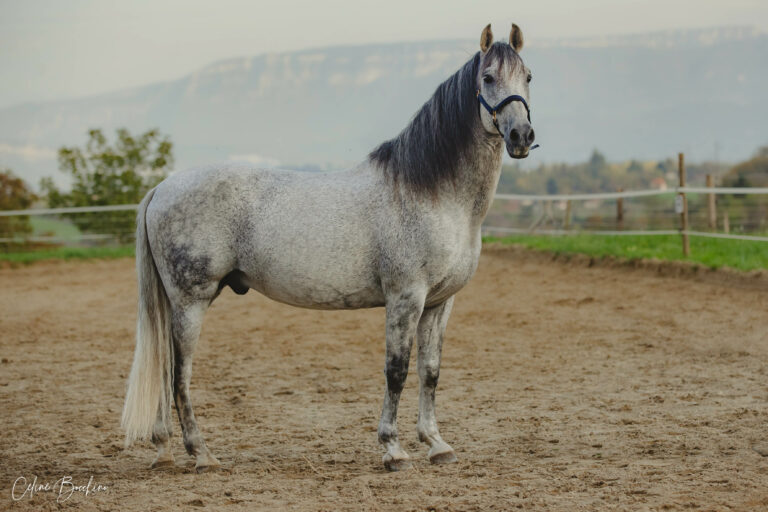Condor de Bel air