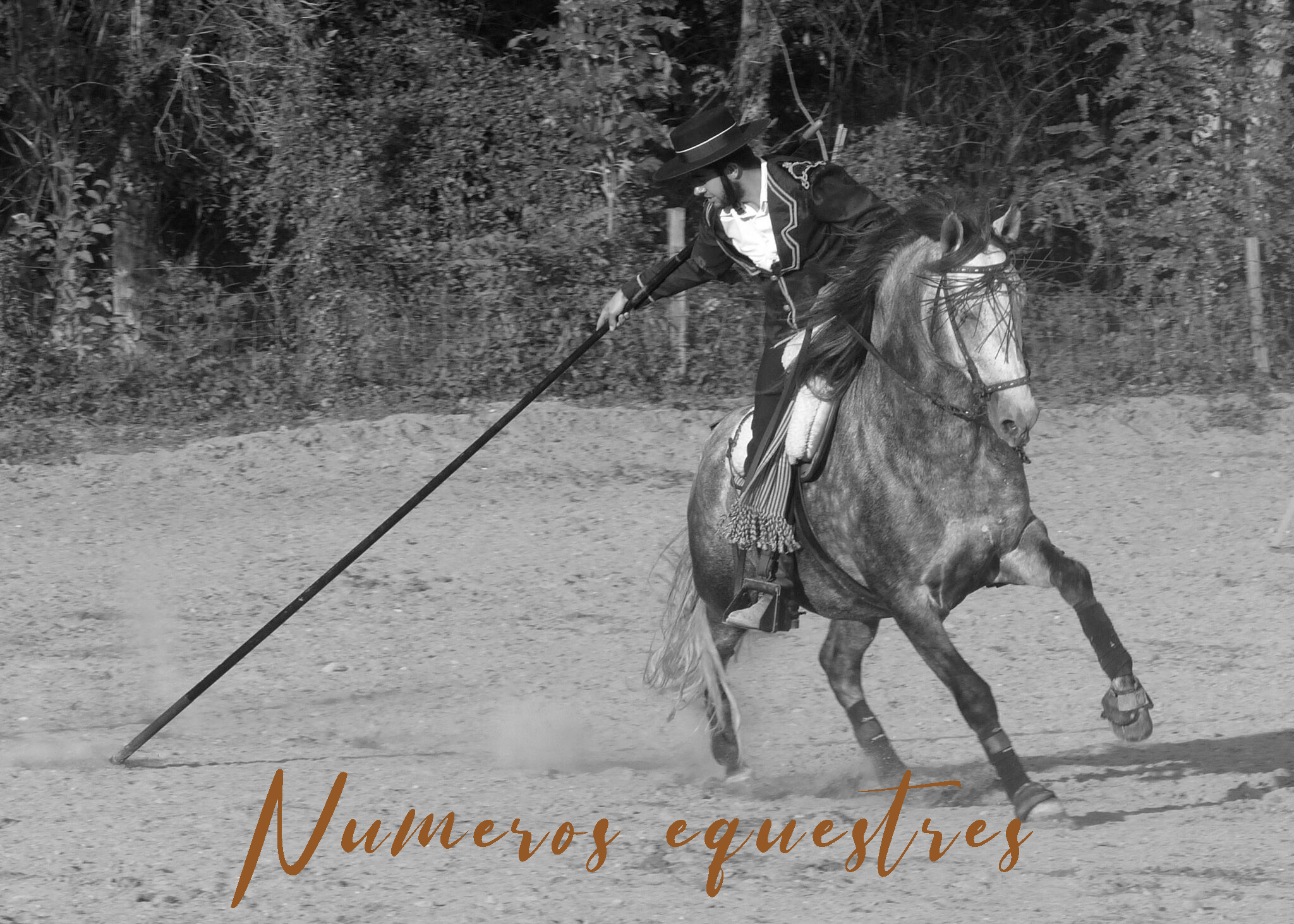 Numeros equestres