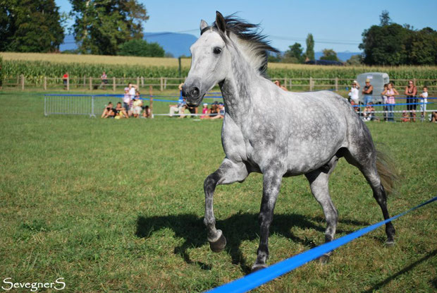 Quinto de Beauregard